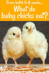 Chick Starter Feeds
